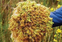 Image result for Sphagnum Moss