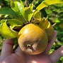 Image result for Small Yellow Apple