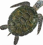 Image result for Turtle iPhone Cover