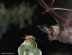 Image result for bats conservancy