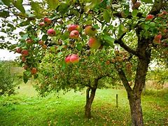 Image result for ORCHARDS