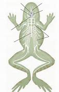 Image result for Nervous System of Frog