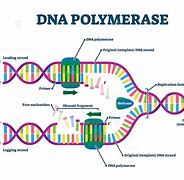Image result for Polymerase