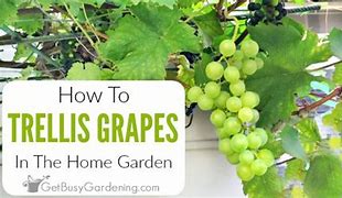 Image result for Best Way to Trellis Grapes