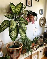 Image result for Easiest Indoor Plant to Keep Alive