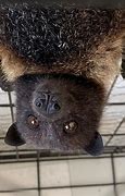 Image result for Mariana Fruit Bat