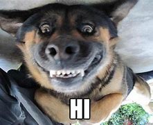 Image result for Funny Memes Saying Hey