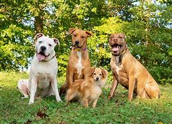 Image result for 4 Dogs