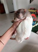 Image result for Fat Rat Being Held