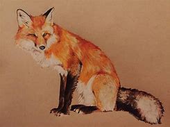 Image result for Colored Pencil Art Drawings of Fox