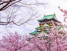 Image result for osaka japanese cherry blossoms