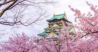 Image result for Cherry Blossoms Osaka Japan