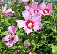 Image result for Hibiscus syriacus woodbridge