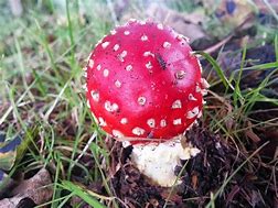 Image result for agaric�veo