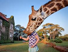 Image result for Animal Photobombs