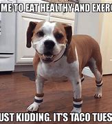 Image result for Tacuache Dog Meme