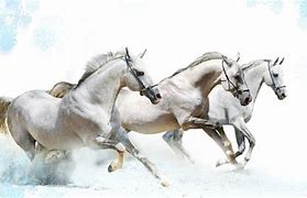 Image result for Horse Photo Art