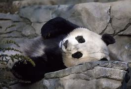 Image result for Panda Biggs