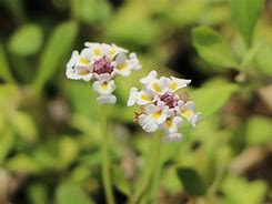 Image result for Phyla nodiflora Summer Pearls