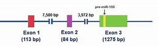 Image result for Exon Diagram