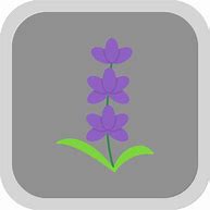 Image result for Lavender Icon