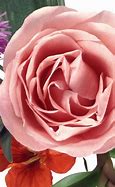 Image result for iPhone 4 Rose Gold