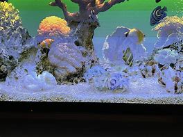 Image result for Roku Aquarium Screensaver