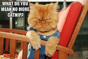 Image result for Annoyed Cat Meme