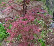 Image result for Acer palmatum Beni-maiko