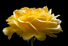 Image result for Yellow Rose Petals