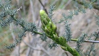 Image result for Asparagus acutifolius