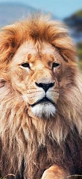 Image result for Lion iPhone Wallpaper Max XS