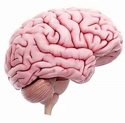 Image result for Brain Growing