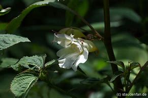 Image result for Impatiens arguta Alba