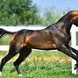 Image result for Thessalian Horse Breed