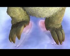 Image result for Sid the Sloth Foot