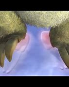Image result for Feet Sid the Sloth