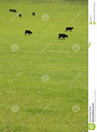 Image result for Beef Cattle Pasture Grass