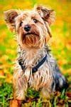 Image result for Hypoallergenic Dogs Medium Size