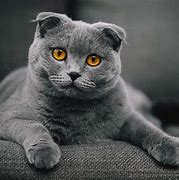 Image result for World's Most Expensive Cat Breed