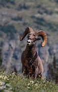 Image result for Colorado State Animal