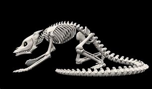 Image result for Skeleton Creature