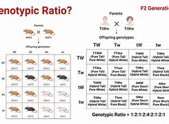 Image result for Genotypic Ratio Examples
