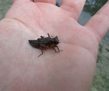 Image result for Baby Cricket