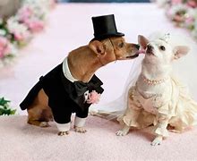 Image result for Dog in Wedding Dress