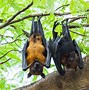 Image result for People Who Sleep Like a Bat Upside Down