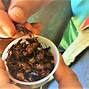 Image result for Roasted Crickets Mexico