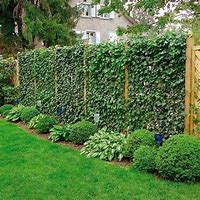 Image result for Fence Climbing Vines