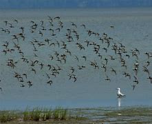 Image result for Calidris mauri