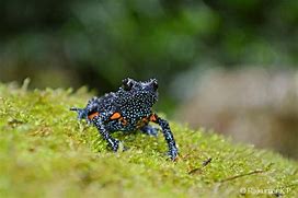 Image result for Galxay Frog